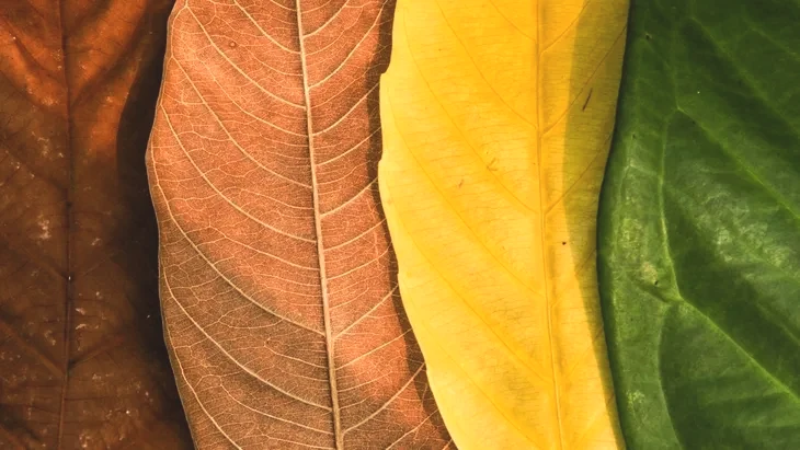 Dünya’nın mevsim haritası yenilendi: Uyumsuzluk sanıldığından büyük