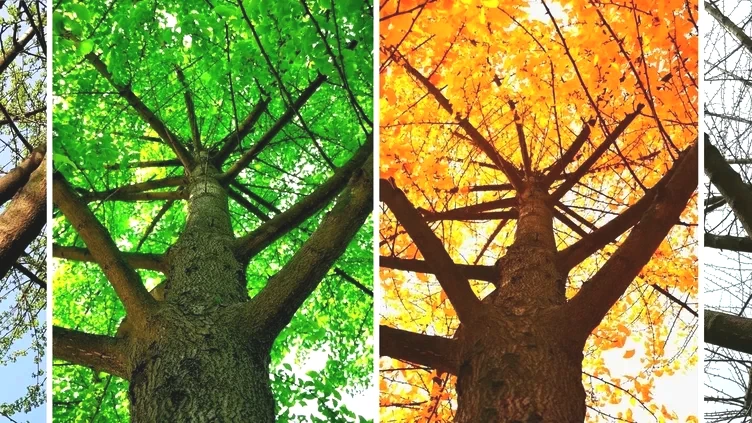 Dünya’nın mevsim haritası yenilendi: Uyumsuzluk sanıldığından büyük