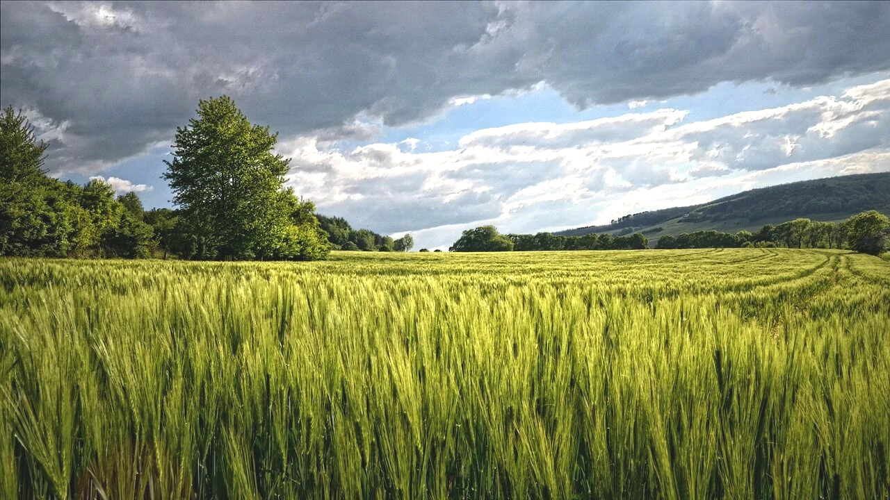 Aydın'ın Pahalı Yerinde Tarım Arazisi Satılacak: Mahkeme Fiyatı Açıkladı