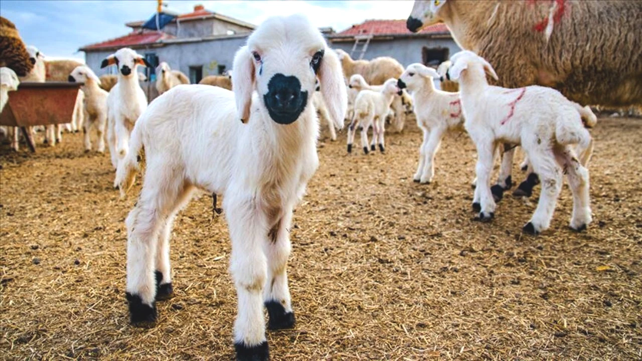 Küçükbaş hayvancılıkta yeni dönem: Kırsalda Bereket projesi başvuruları başlıyor!