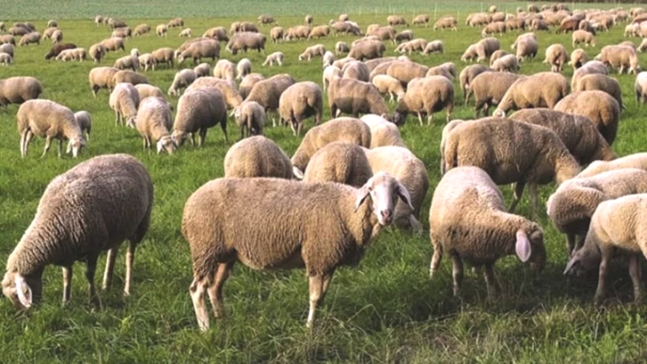 Adsız Tasarım 227-2