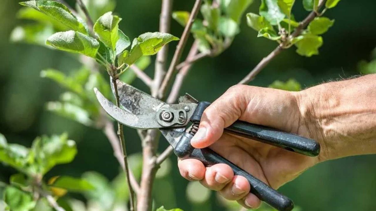 Eylül'ün Sonu Geldi! Ekim'de Budanması Gereken Ağaçlar ve Bitkiler Listesi