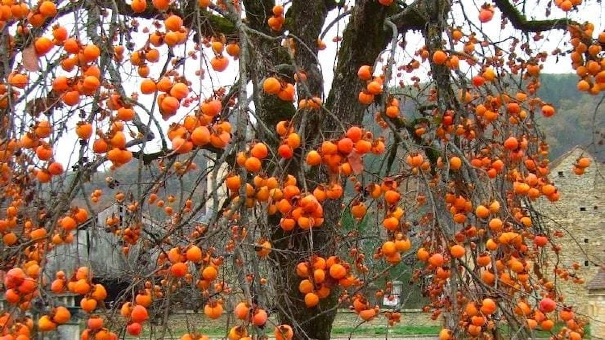 Trabzon'un Gözünden Kaçan Bir Hazine: Bu Meyve Gerçekten De Değerli!