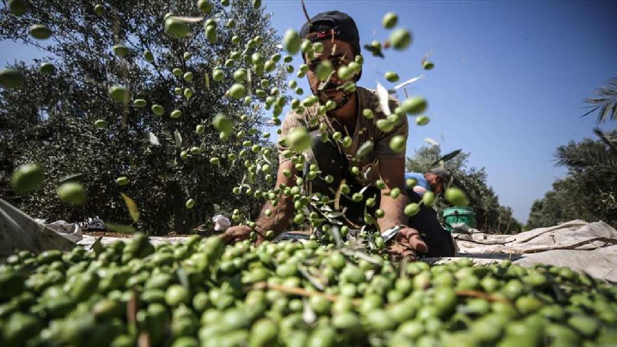 Kahvaltılara Vedayı Hazırlayın: Zeytin Sofralardan Çıkıyor, Hem Üreticinin Hem Tüketicinin Yüzü Gülmüyor!