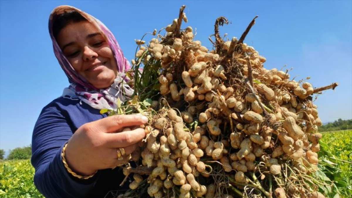 Kuruyemişten Değerli: Her Parçası Kazanç Sağlıyor!